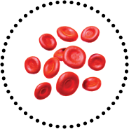 Healthy red blood cells